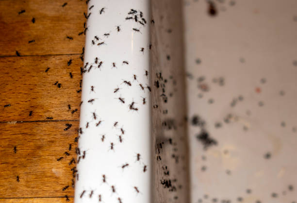 Best Residential Pest Control  in Potomac, MD